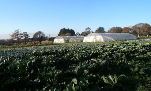 Projet CLIMALEG - serres dans un champ