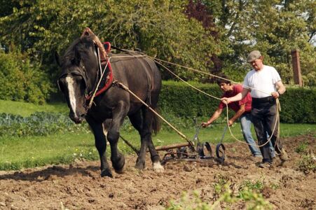REVE - cheval de trait