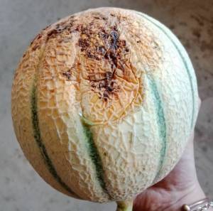 Melon marqué par la pourriture