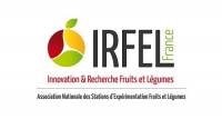 Logo IRFEL