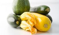 Di@gnoplant-Courgette
